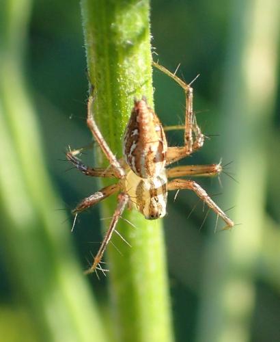 Réf. 196 959 : Oxyopes sp.
